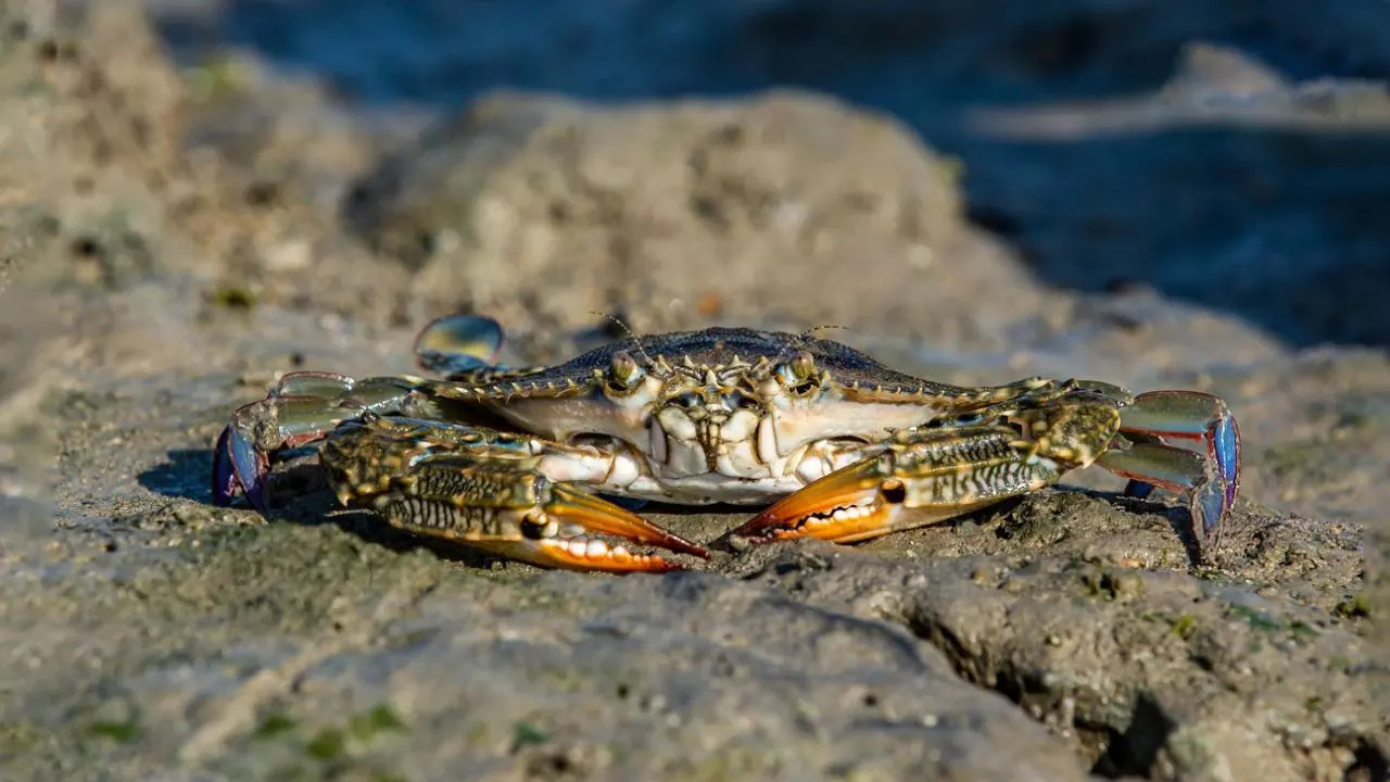 Narara Marine National Park 