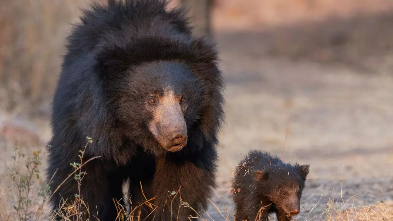 Ratanmahal Sloth Bear Sanctuary 