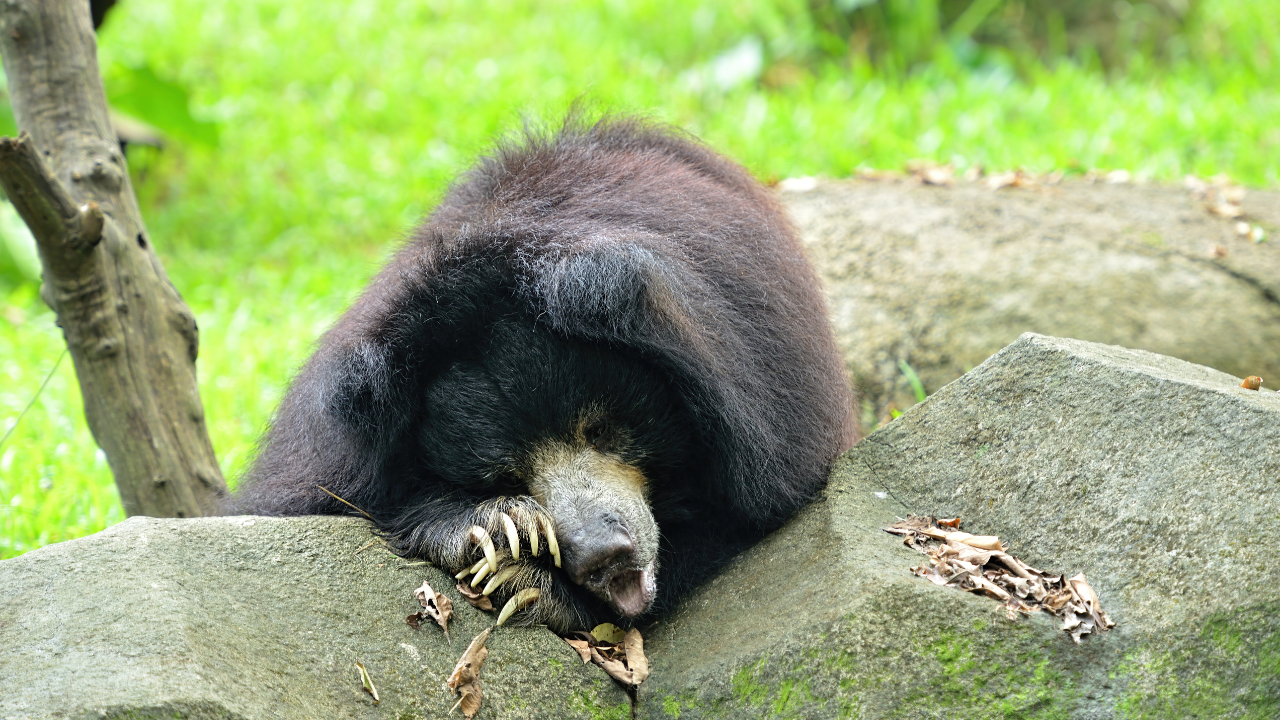 Periyar Wildlife Sanctuary Kerala