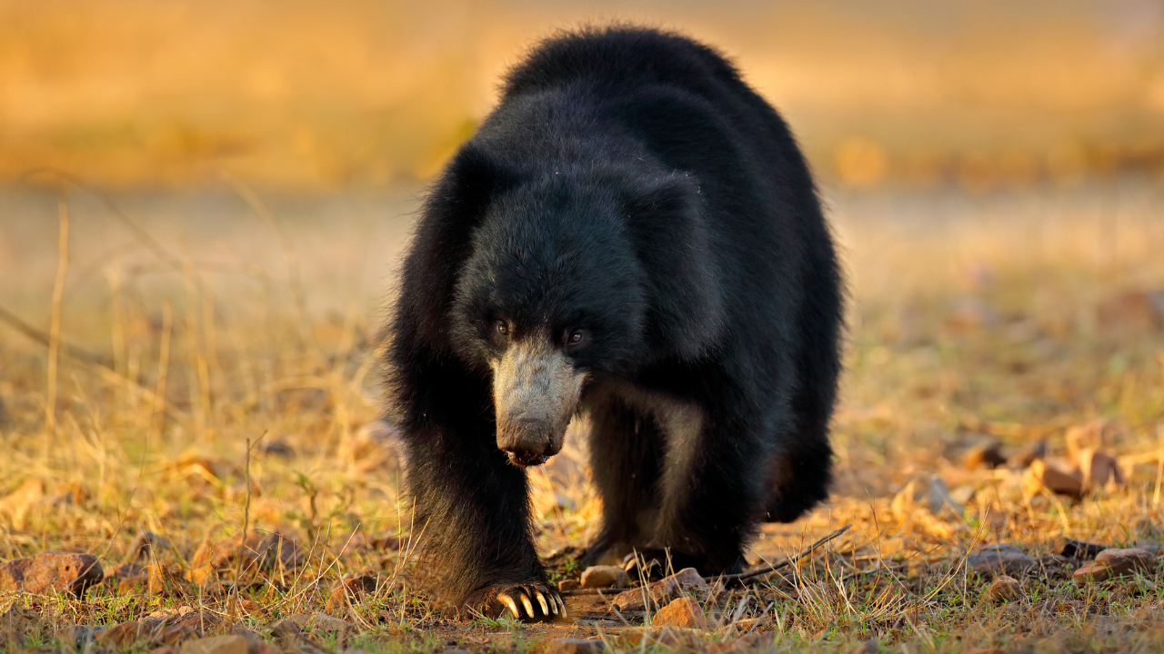 Bandhavgarh National Park Madhya Pradesh