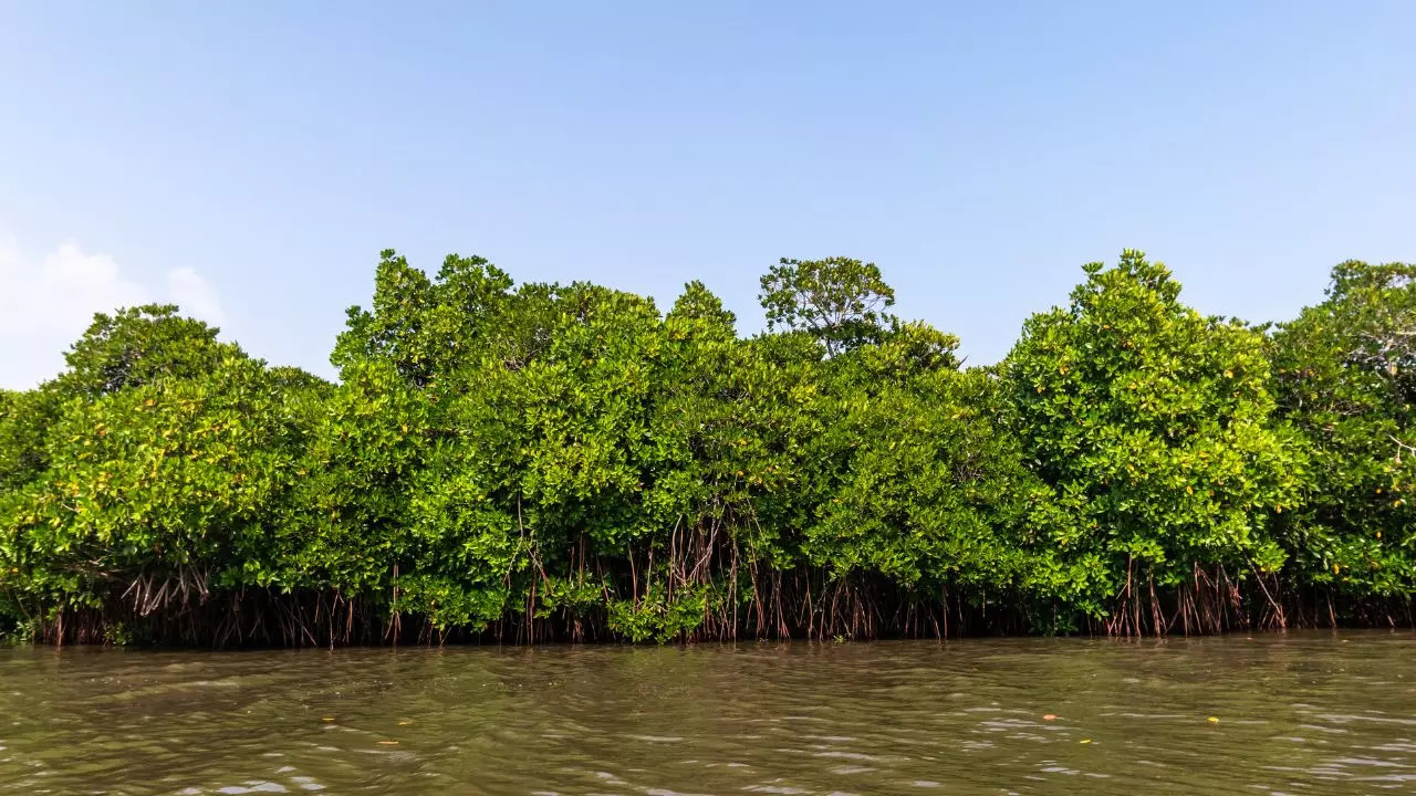 Pichavaram Mangrove Forest 