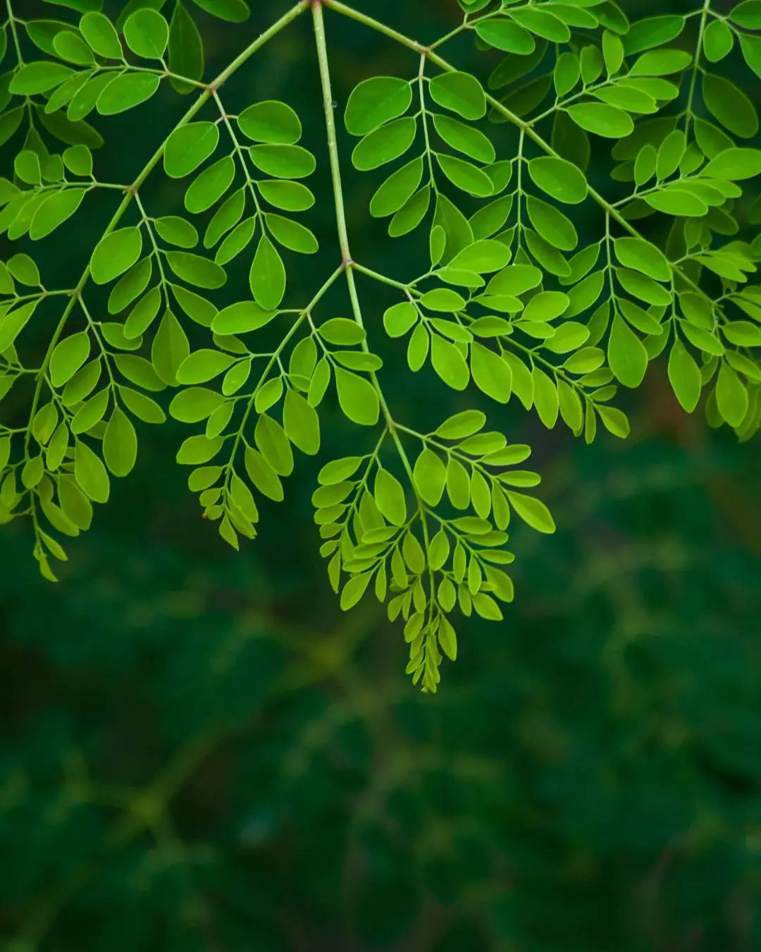 ಹೃದಯದ ಆರೋಗ್ಯ ಸುಧಾರಿಸುತ್ತದೆ