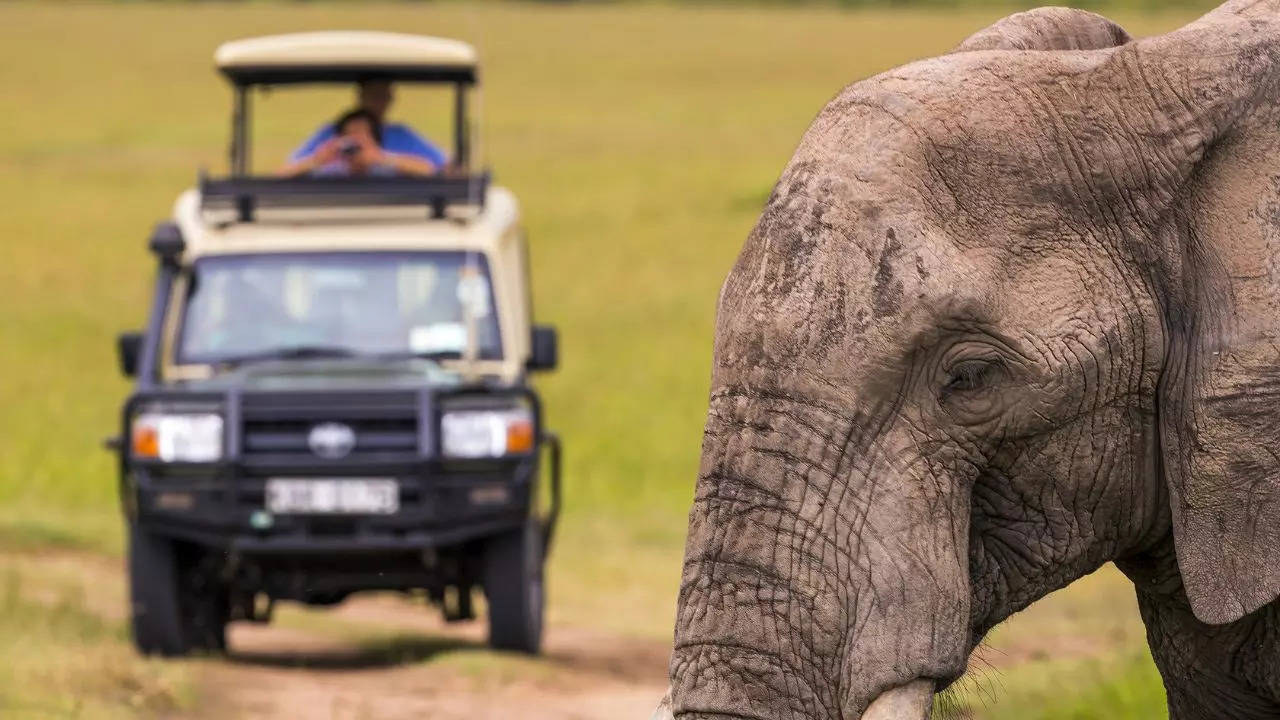 You can go for a game drive inside the Masai Mara National Park Credit Canva