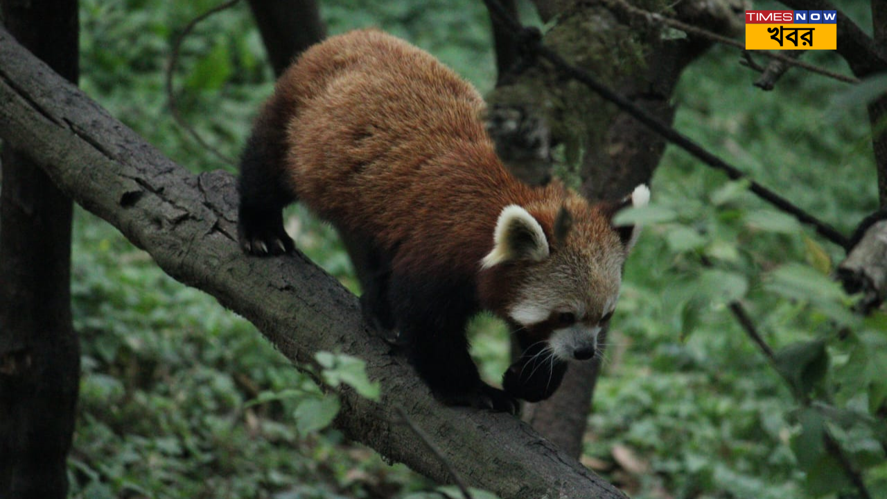 Darjeeling Tourism শীতের ছুটিতে দার্জিলিংয়ে চার্মিং আর ডার্লিংকে দেখতে যাবেন নাকি মমতা কেন দিলেন এই রকম নাম 