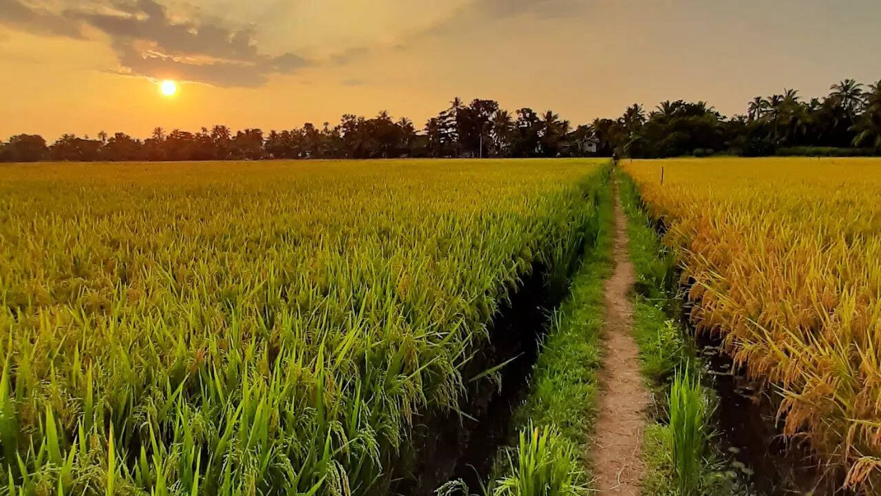 Kuttanad Credit Canva Kuttanad Credit Canva