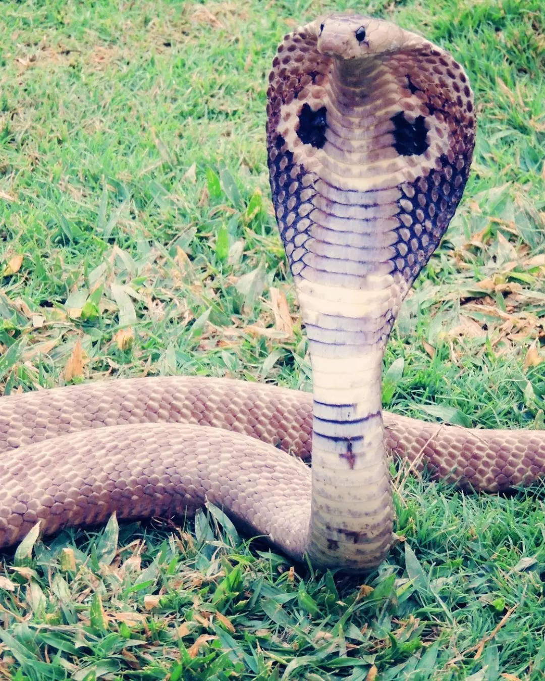 ರತ್ನಗಳನ್ನು ಧರಿಸುವುದು