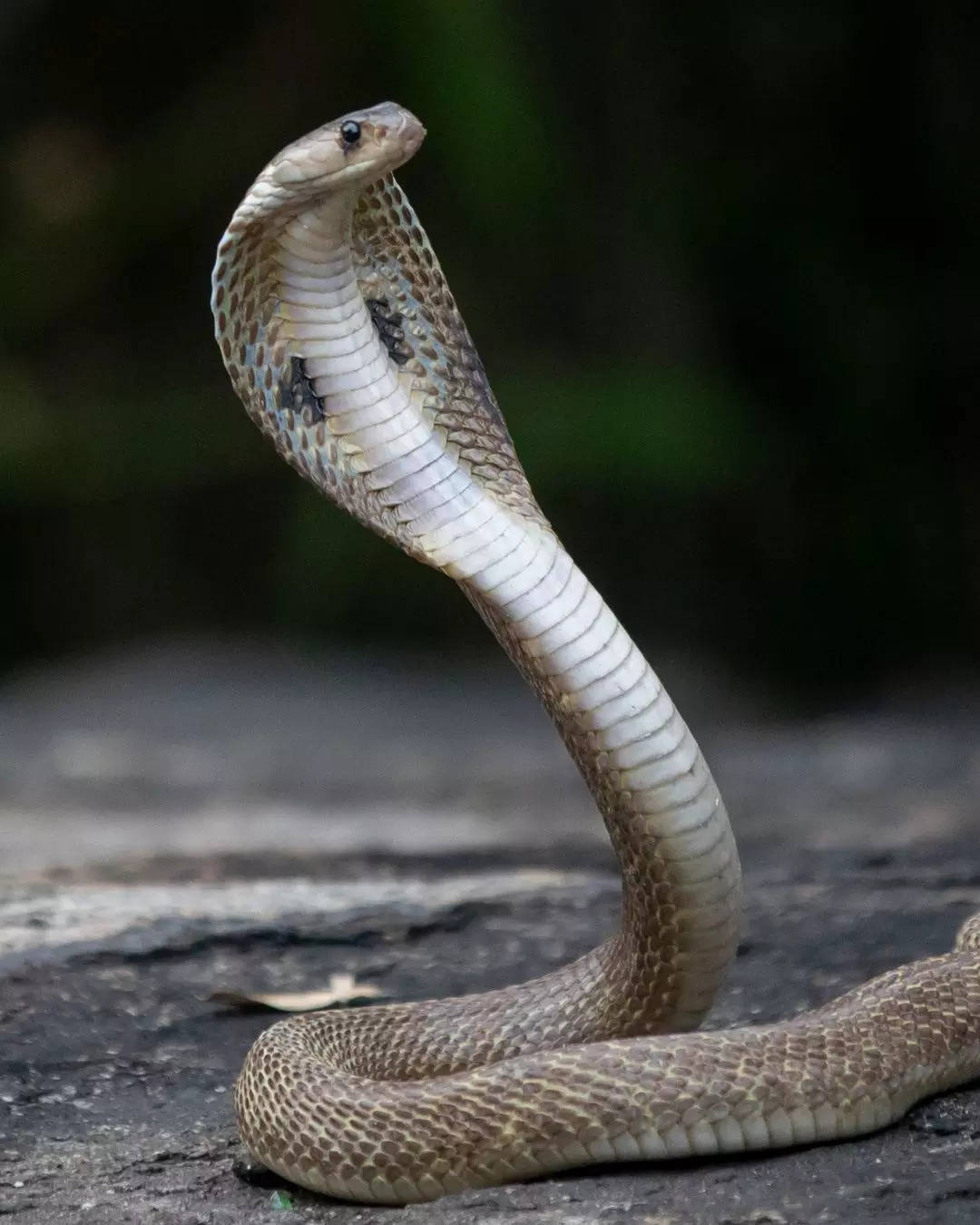 ಮಂತ್ರಗಳನ್ನು ಪಠಿಸುವುದು