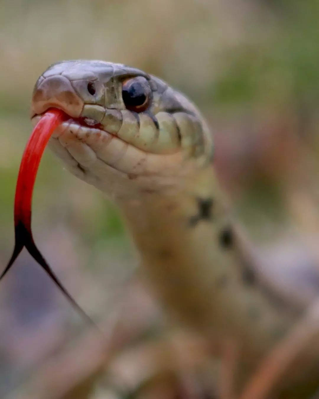 ಕರ್ಮ ಪ್ರಭಾವಗಳು