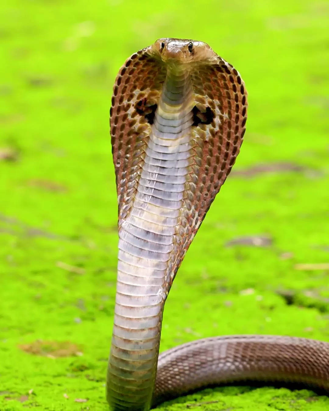 ಕುಂಡಲಿನಿ ಶಕ್ತಿ