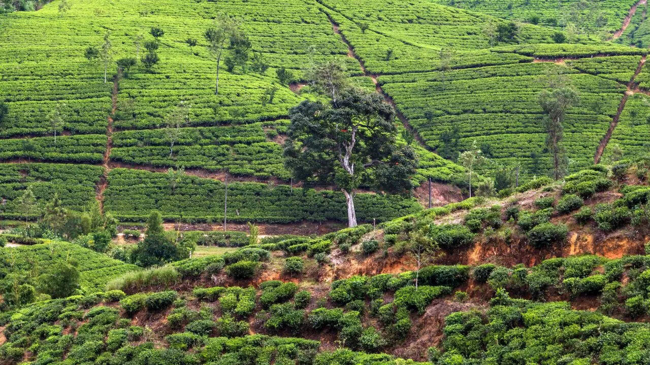 Happy Valley Tea Estate Credit Canva Happy Valley Tea Estate Credit Canva