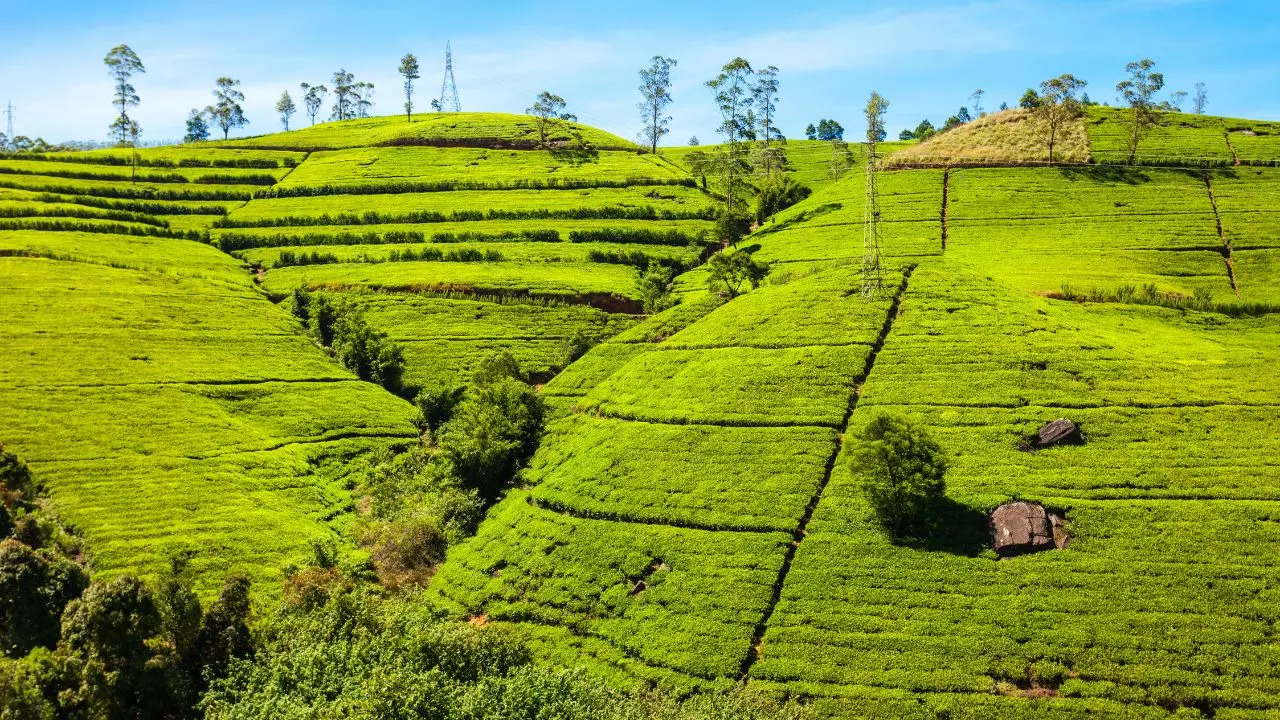 Nuwara Eliya