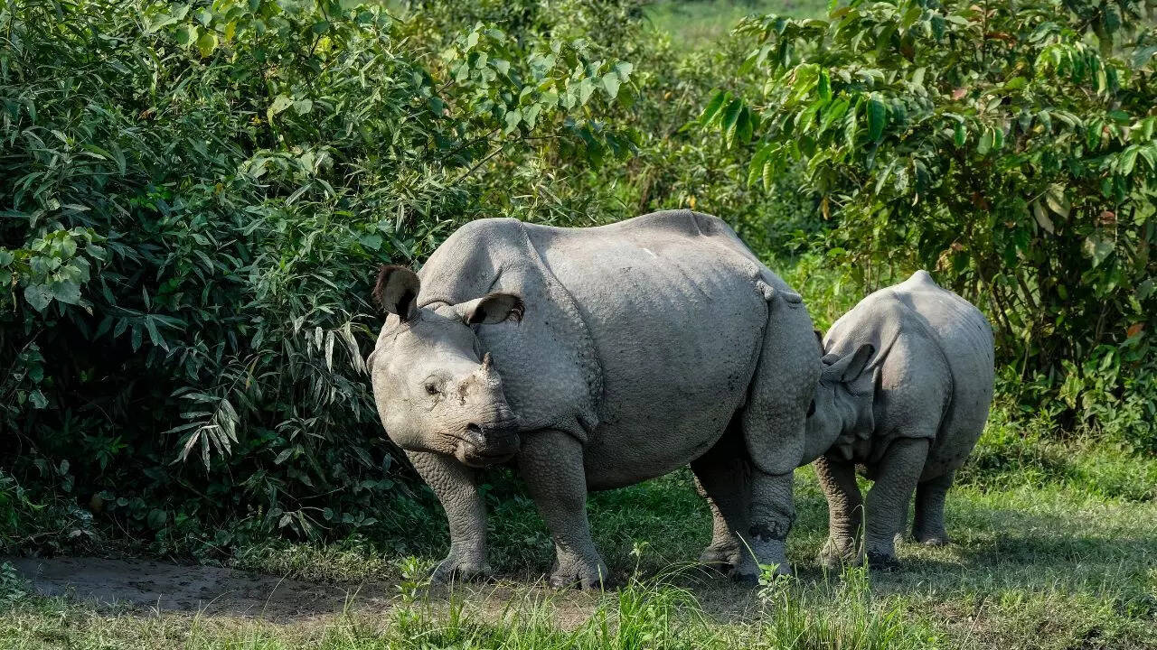 Kaziranga's success in rhino conservation