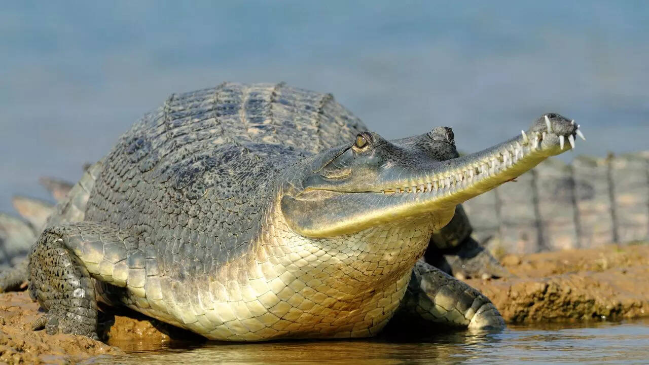 Return of crocodile to Chambal Wildlife Sanctuary