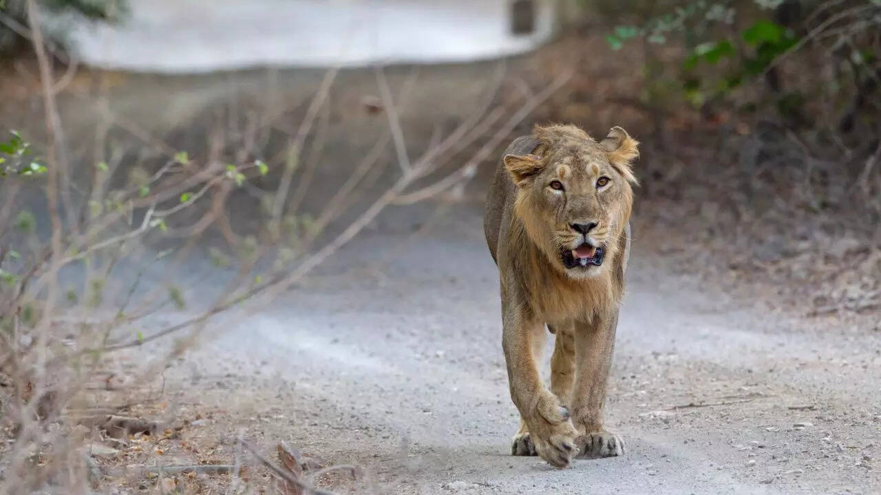 Asiatic Lion Conservation in Gir National Park