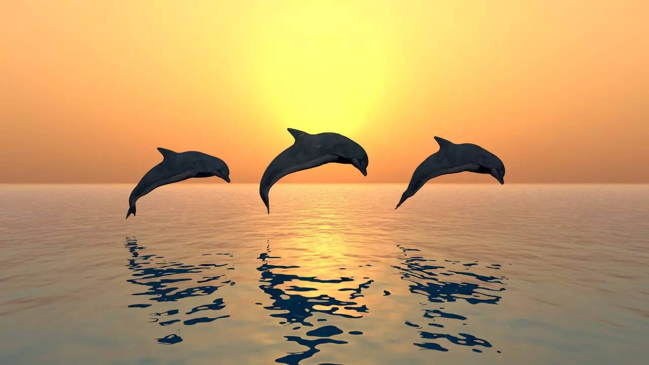 dolphin dolphin