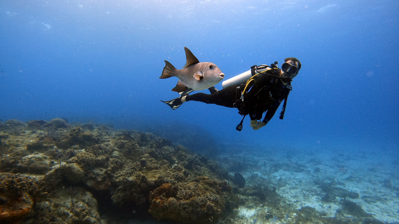 Scuba Diving