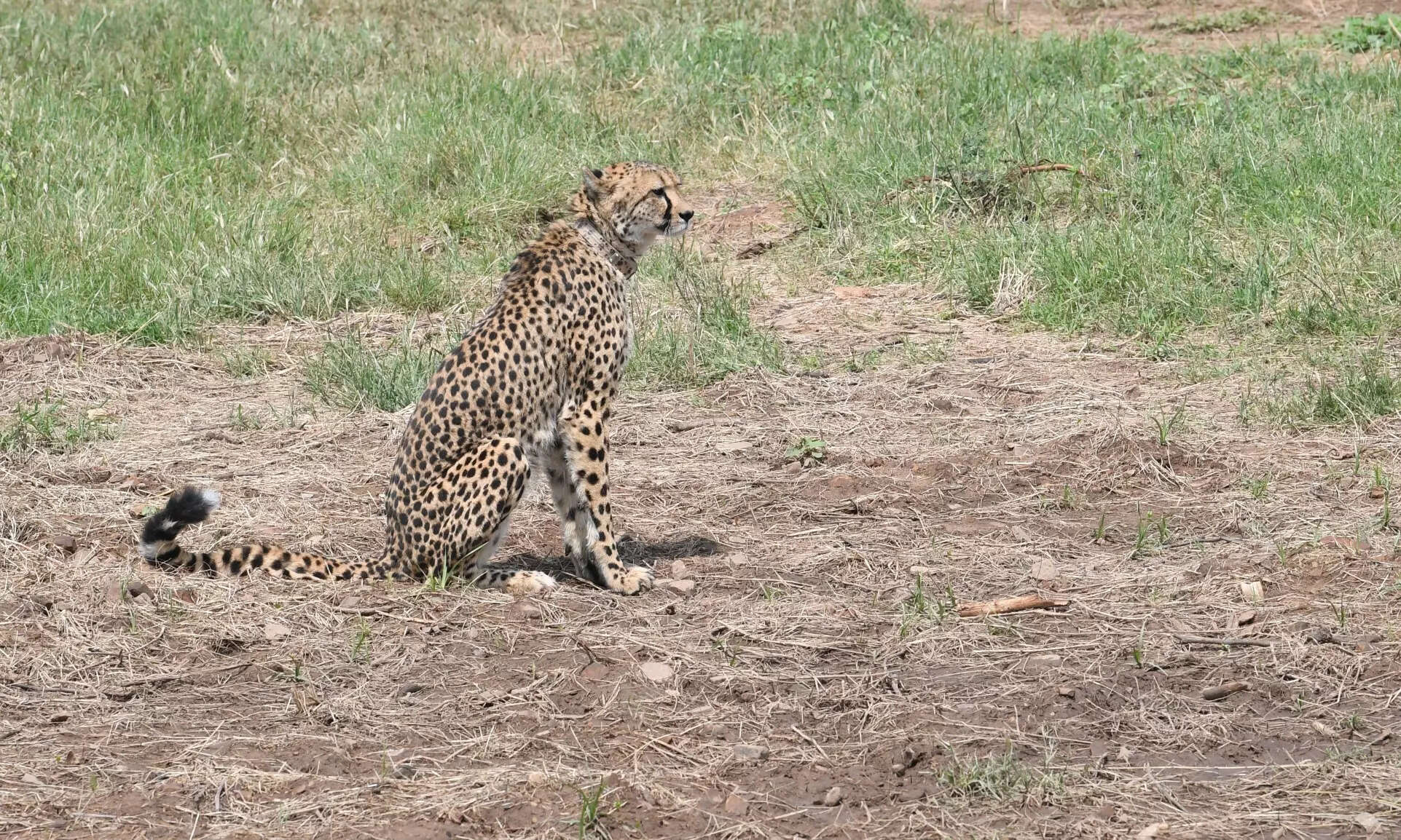 A cheetah transferred to Kuno National Park A cheetah transferred to Kuno National Park