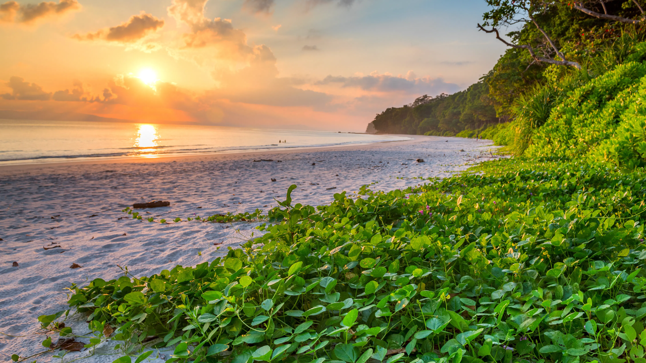 Radhanagar Beach Havelock Island Andaman  Nicobar Islands