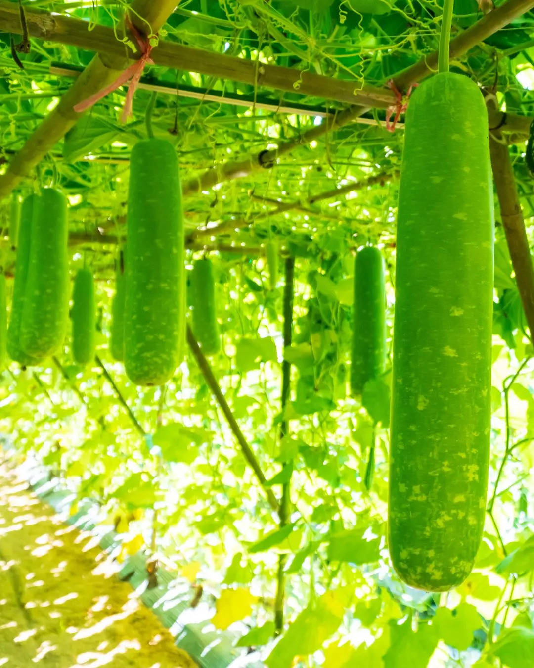 ಸೋರೆಕಾಯಿ ಸಿಪ್ಪೆ ರಾಯತ