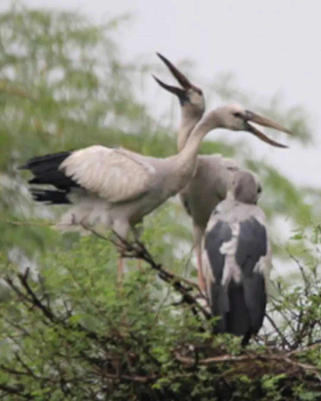 வேட்டங்குடி பறவைகள் சரணாலயம்