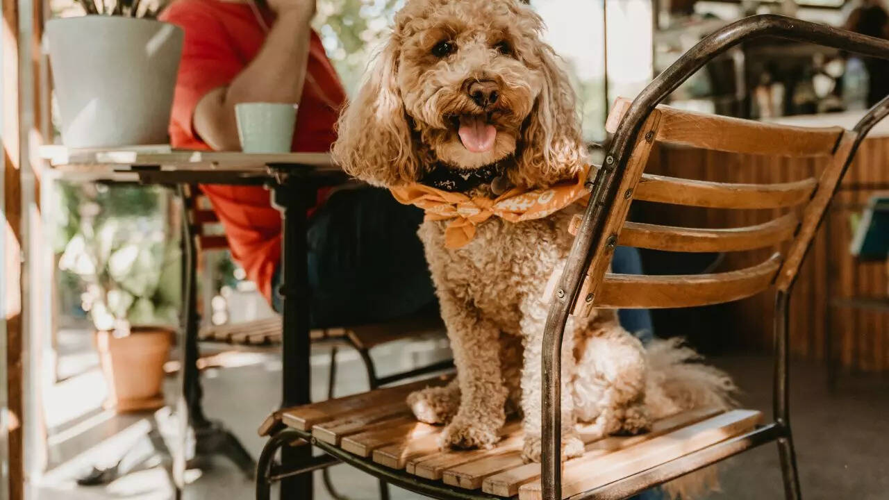 SaffronStays offers several pet-friendly villas and homestays