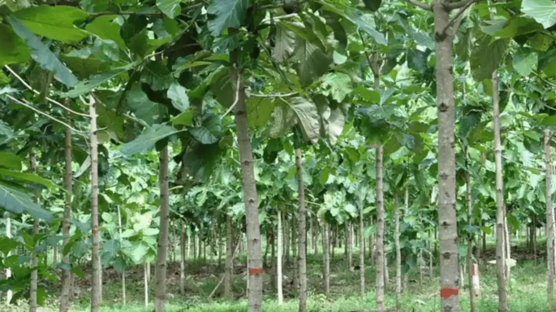 ಎಲ್ಲೆಲ್ಲಿ ಕೆಂಪು ಚಂದನ ಬೆಳೆಯುತ್ತಾರೆ