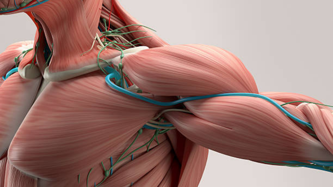 stress on muscles and bones