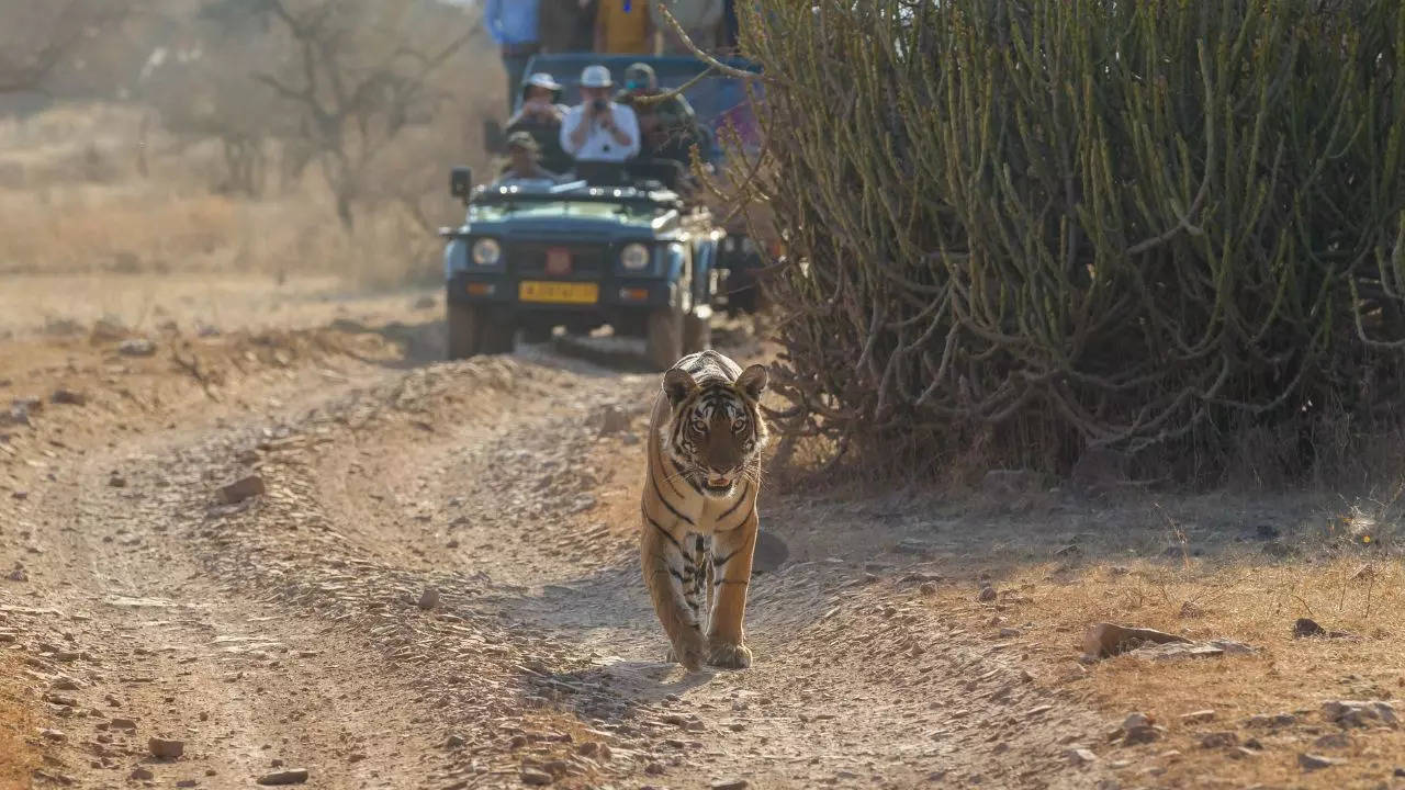 Tiger Safari Credit Canva in India