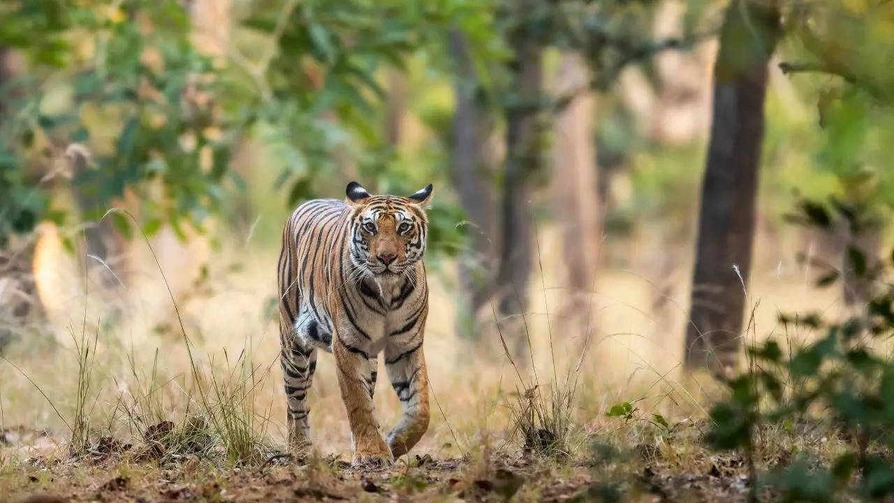 Tiger Safari Credit Canva in India