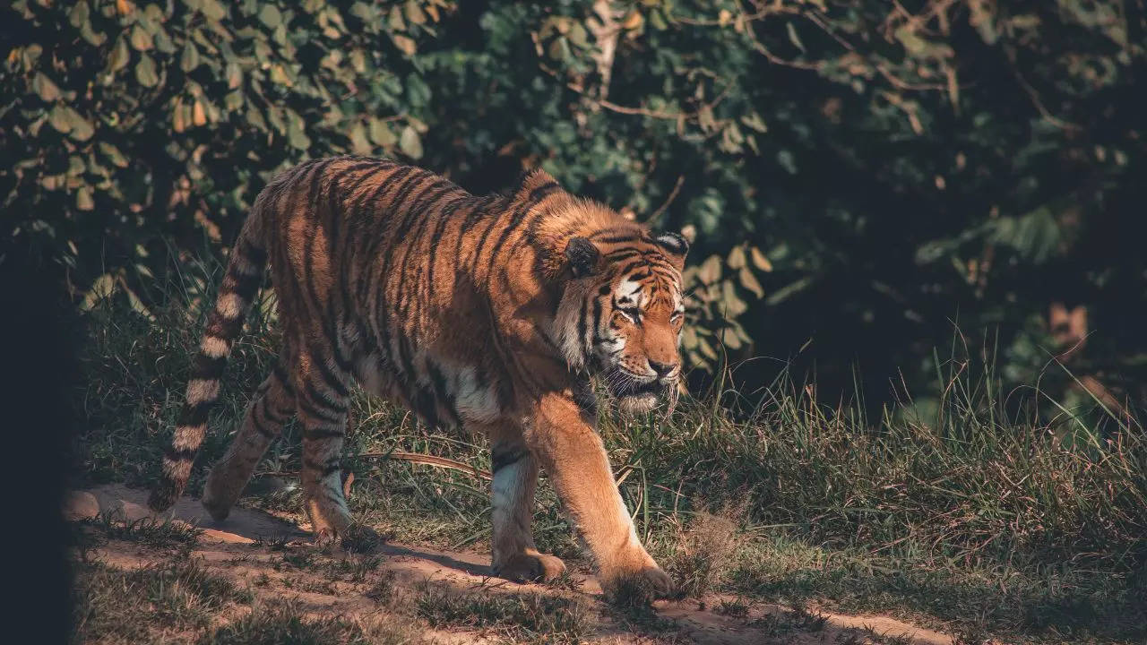 Tiger Safari Credit Canva in India