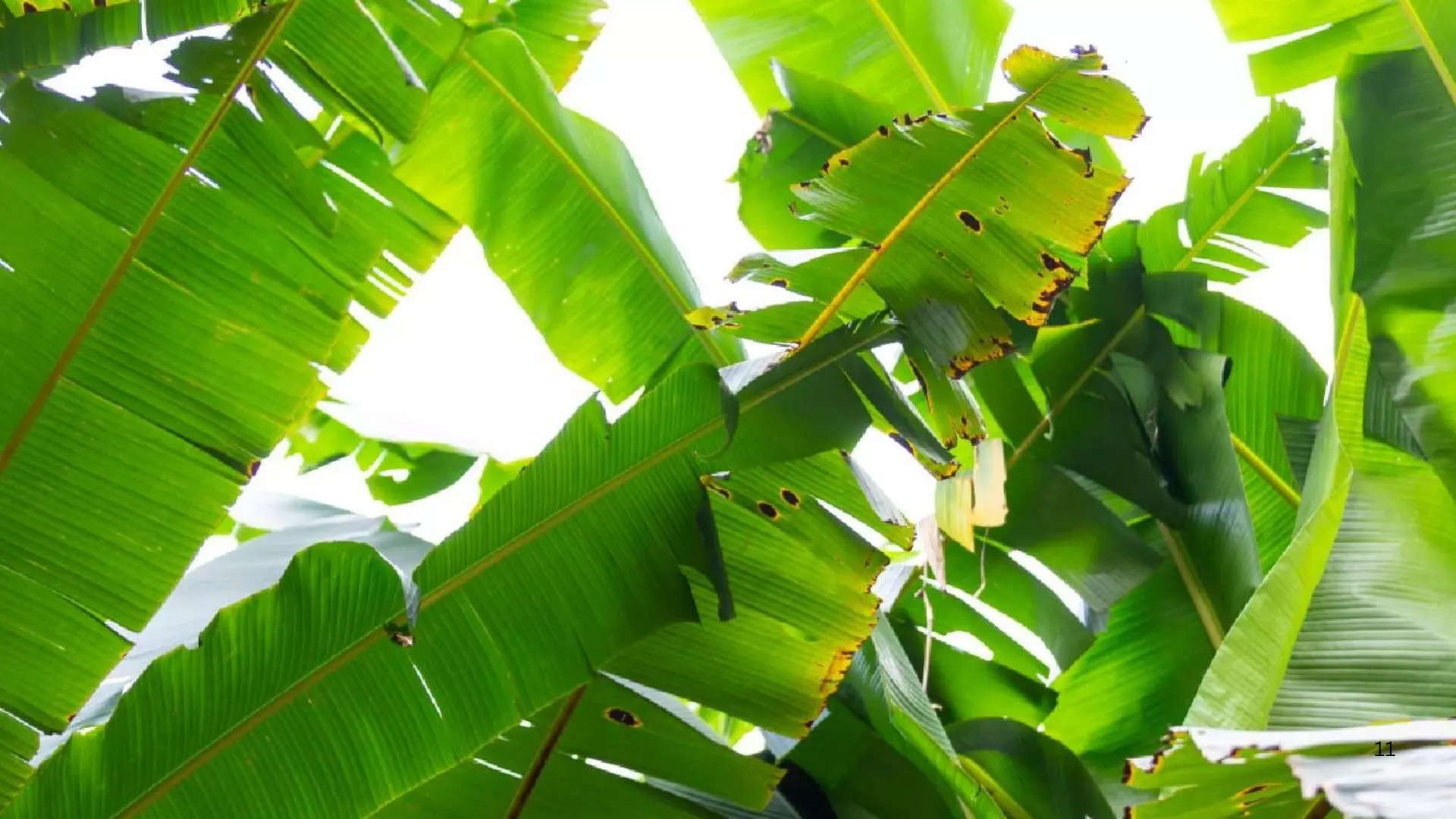 ಪರಿಸರ ಸ್ನೇಹಿ ಜೀವನವನ್ನು ಉತ್ತೇಜಿಸುತ್ತದೆ