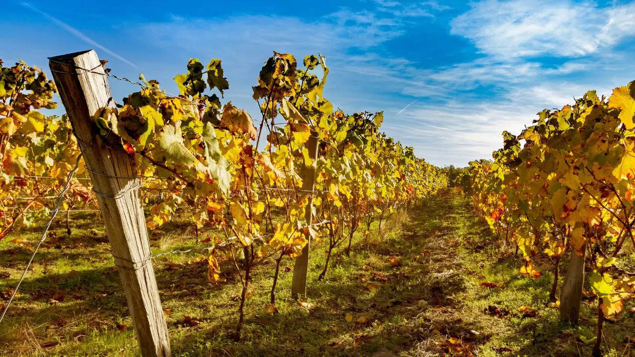 La Vigne  Farinet Image Canva