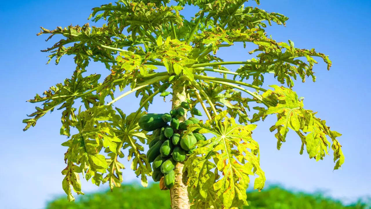 খুবই উপকারী