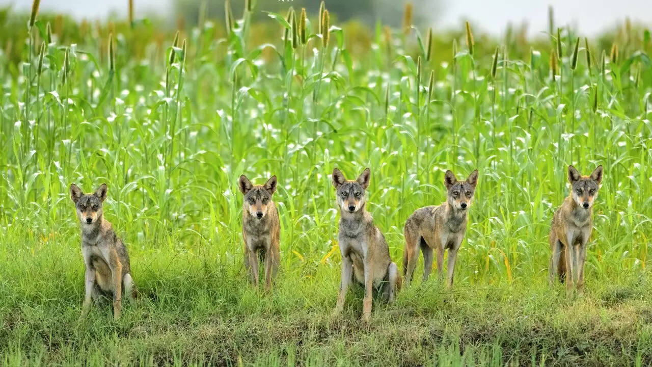 Arvind Ramamurthy's image of Indian wolves which has been shortlisted