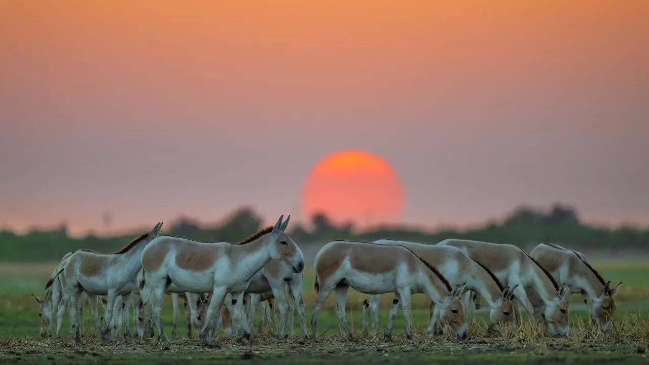 Credit Arvind Ramamurthy