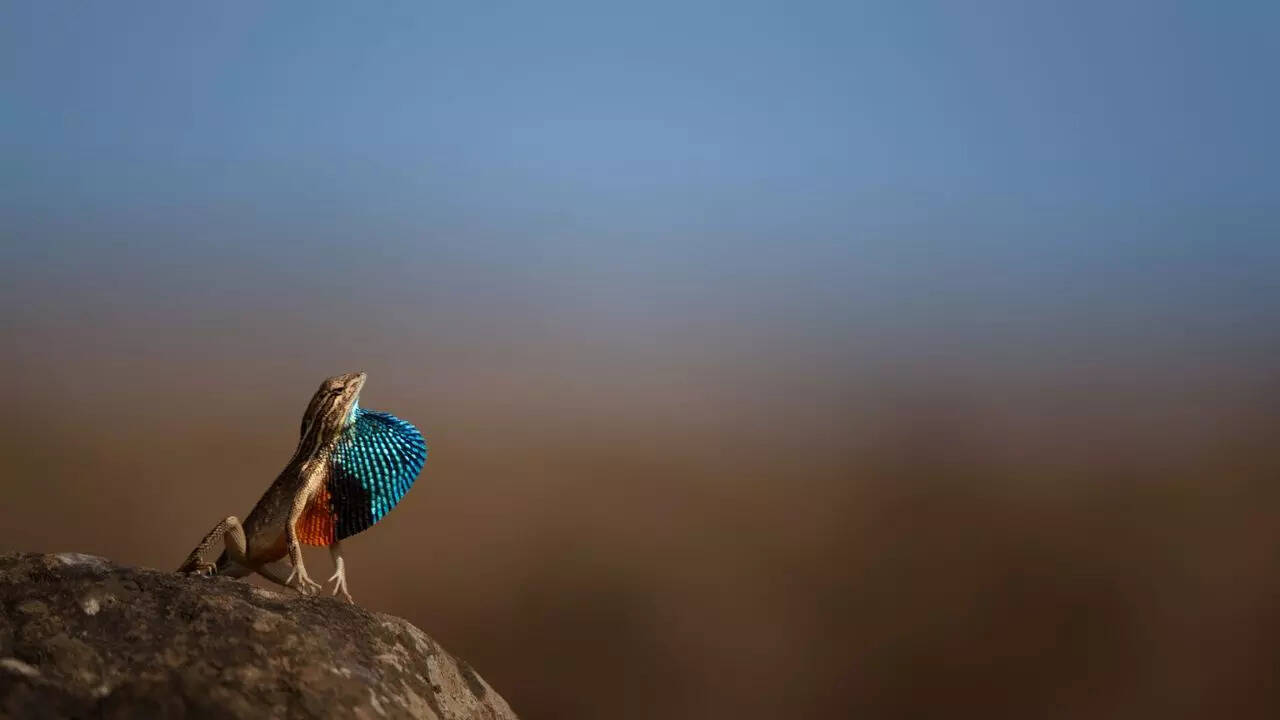 Credit Arvind Ramamurthy