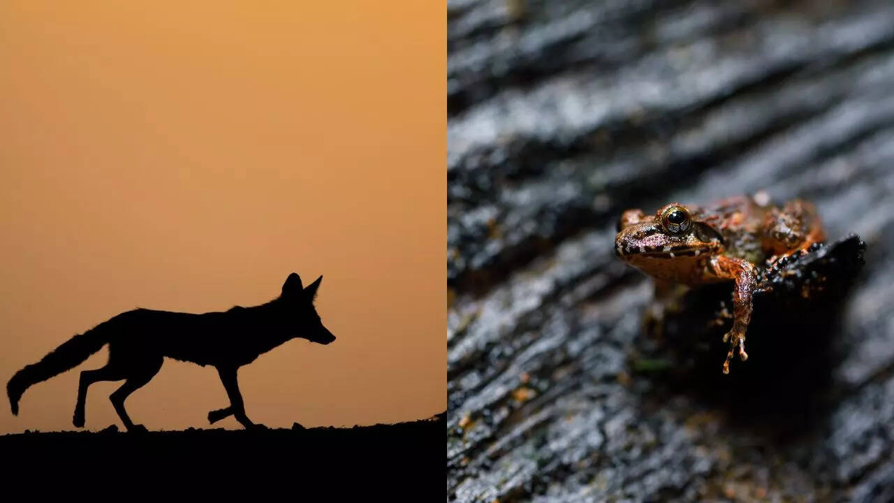 Credit Arvind Ramamurthy