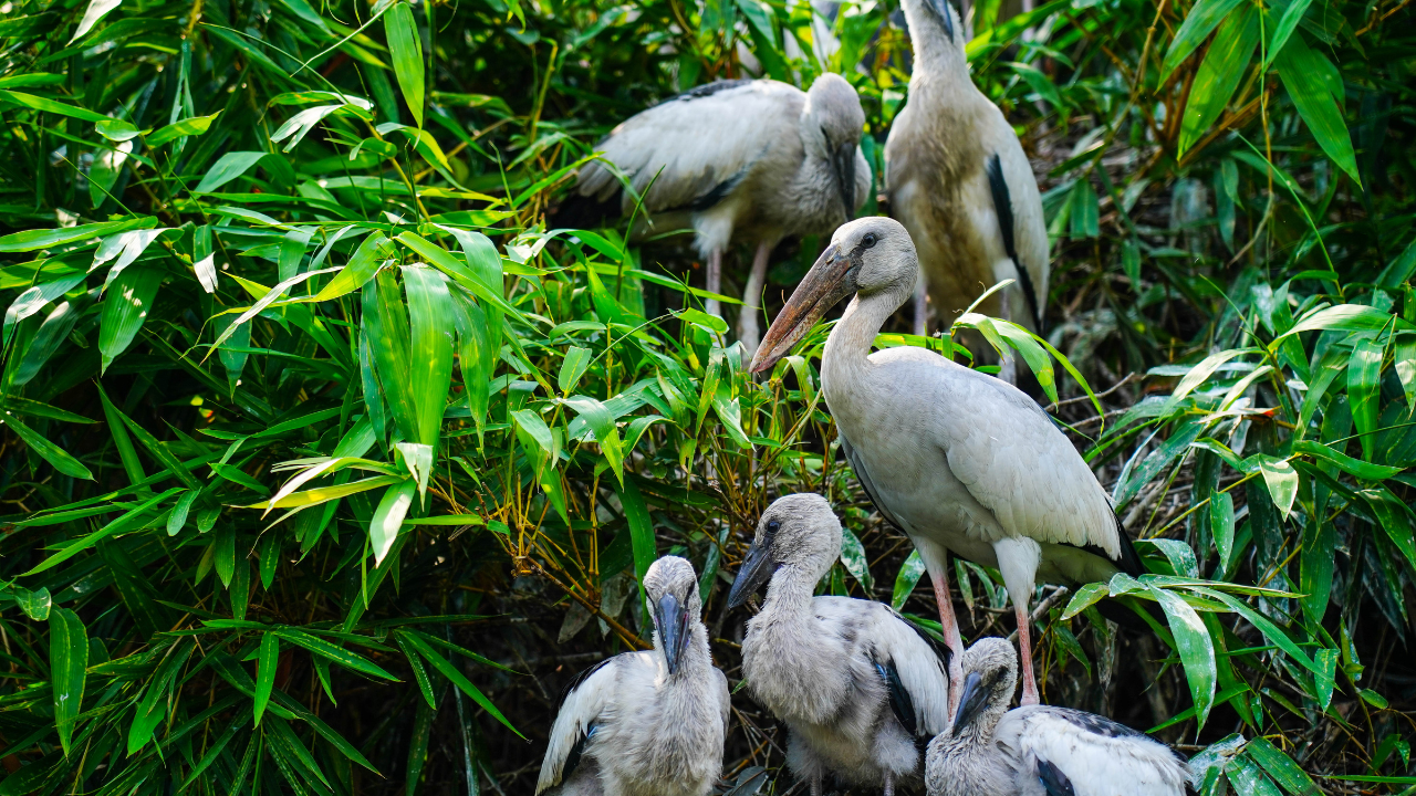 Thattekkad Bird Sanctuary