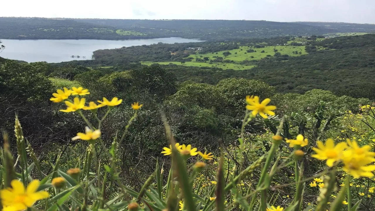 कास पठार 