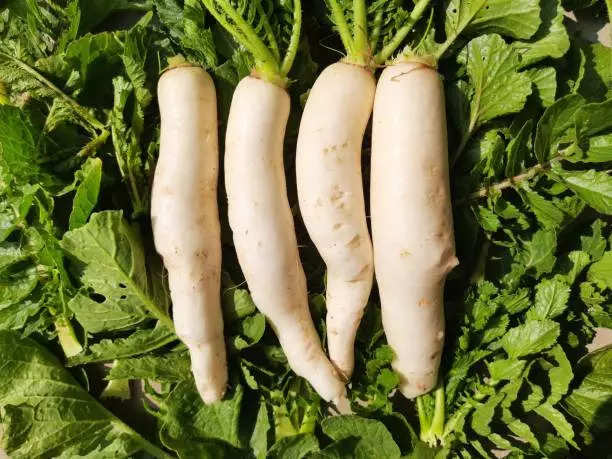 मुळा Radish