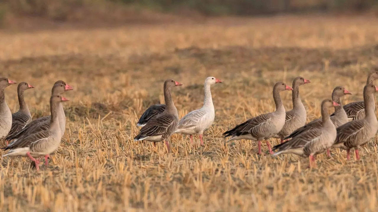 Sur Sarovar Bird Sanctuary Credit Canva