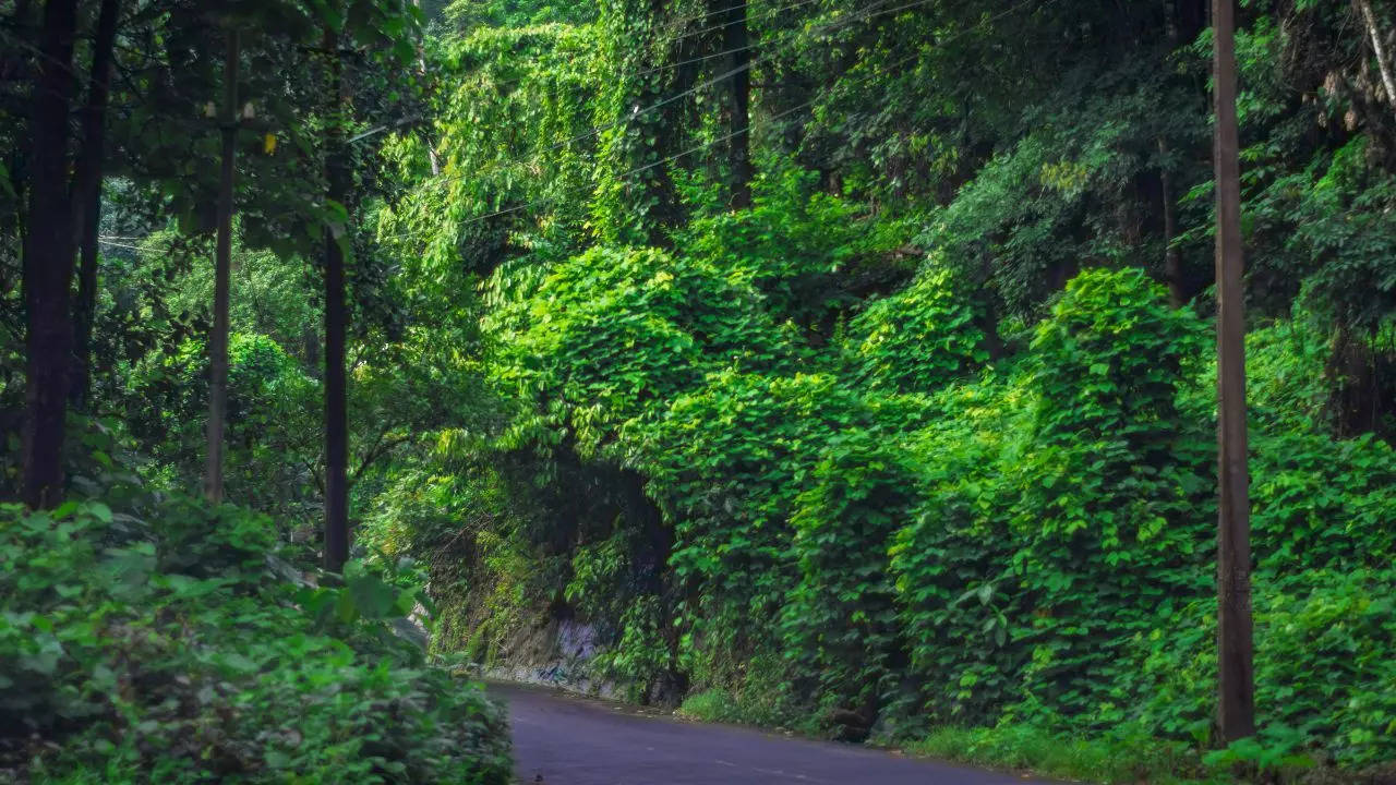 Green streets in Vagamon