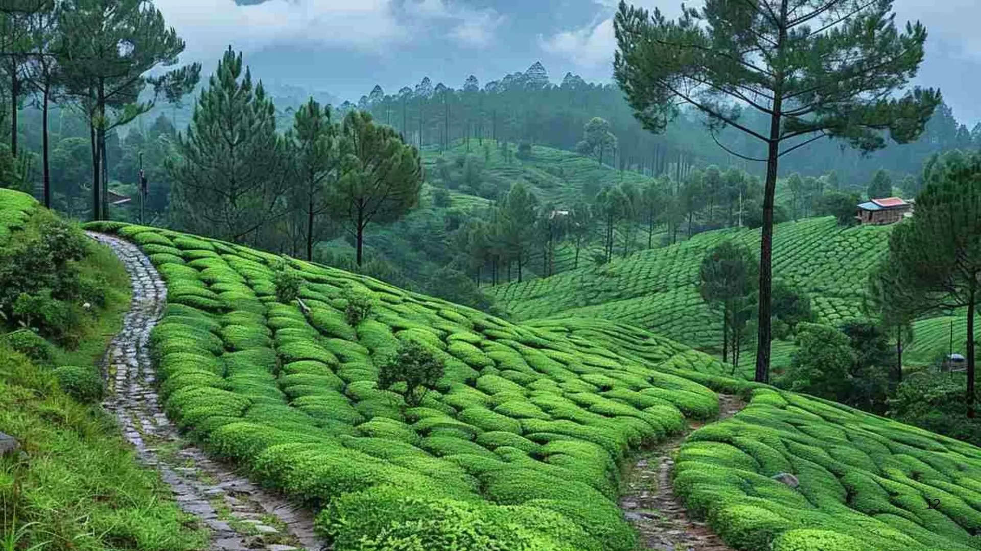 ಯೇರ್ಕಾಡ್