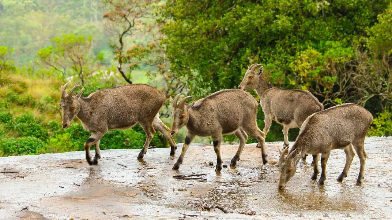 Eravikulam National Park Credit Canva