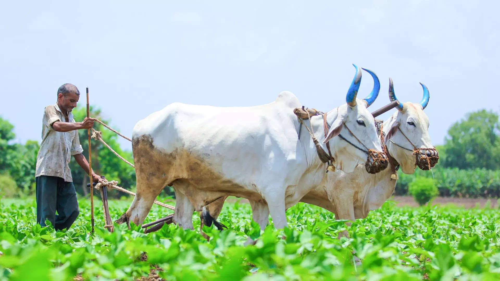 ಪಿಎಂ ಕಿಸಾನ್ ಯೋಜನೆಯ ಅರ್ಜಿ  ಪರಿಶೀಲಿಸುವುದು ಹೇಗೆ 