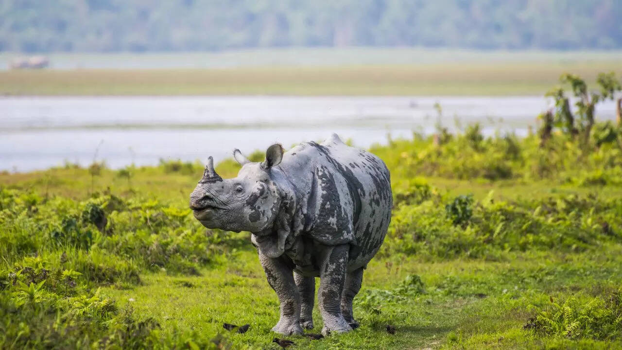 Kaziranga National Park Assam Kaziranga National Park Assam