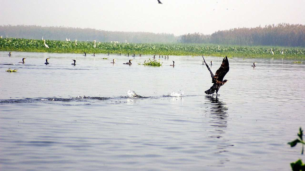 Harike Lake Punjab