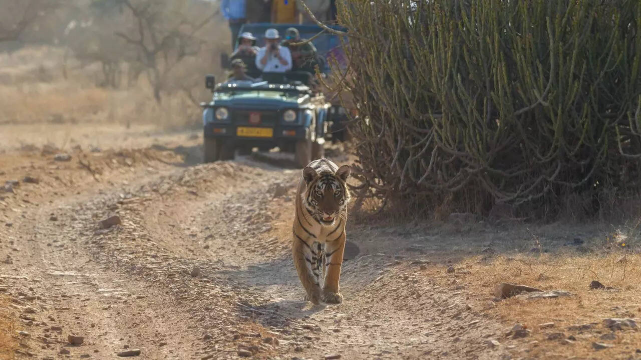 Ranthambore National Park Rajasthan Credit Canva Ranthambore National Park Rajasthan Credit Canva