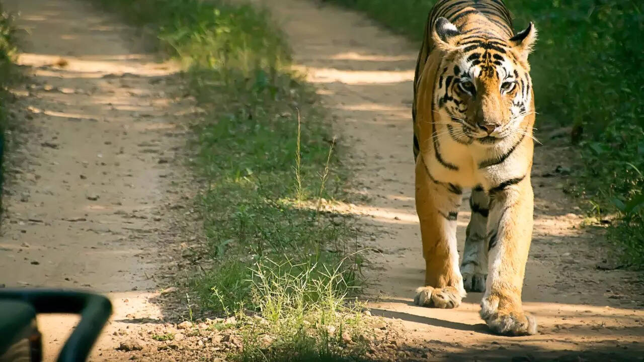 Bandhavgarh National Park Madhya Pradesh Credit Canva Bandhavgarh National Park Madhya Pradesh Credit Canva
