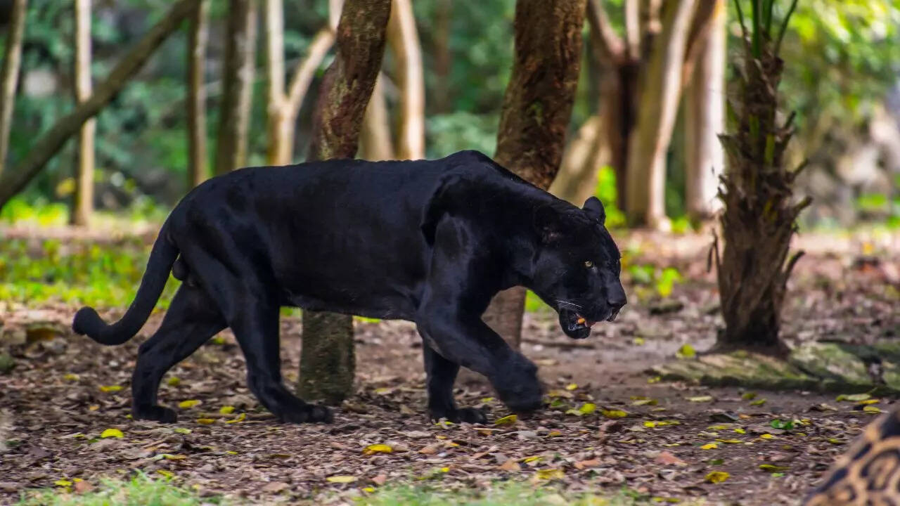 Kabini Wildlife Sanctuary Karnataka Credit Canva Kabini Wildlife Sanctuary Karnataka Credit Canva